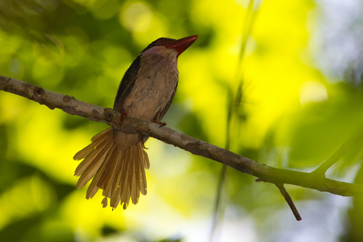 Sulawesi Lilac Kingfisher - ML632434060