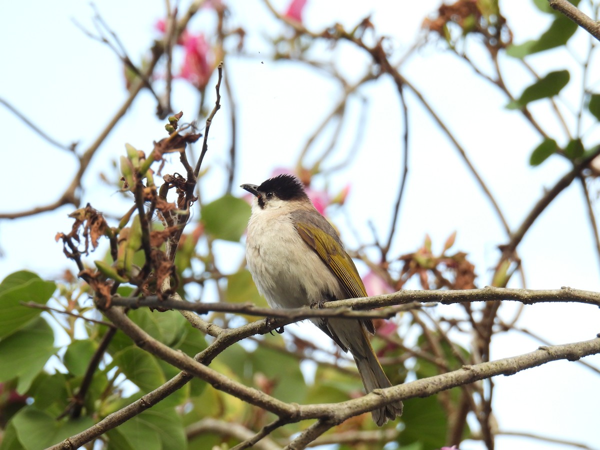 Styan's Bulbul - ML632434062