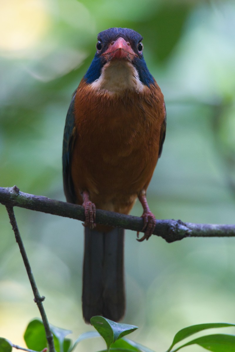 Green-backed Kingfisher - ML632434063