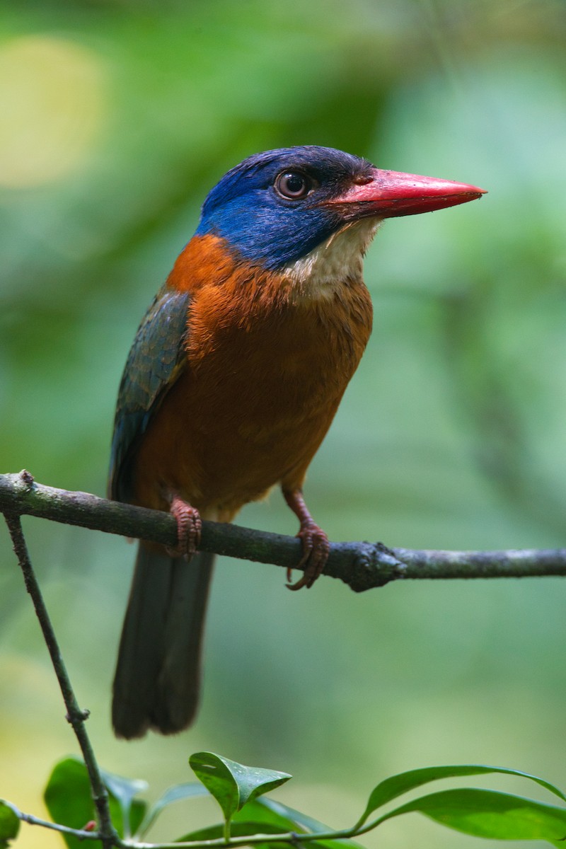 Green-backed Kingfisher - ML632434064