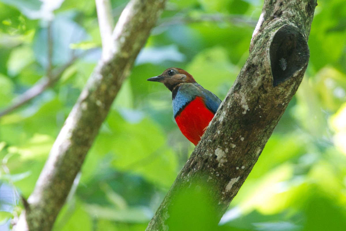 Sulawesi Pitta - ML632434071
