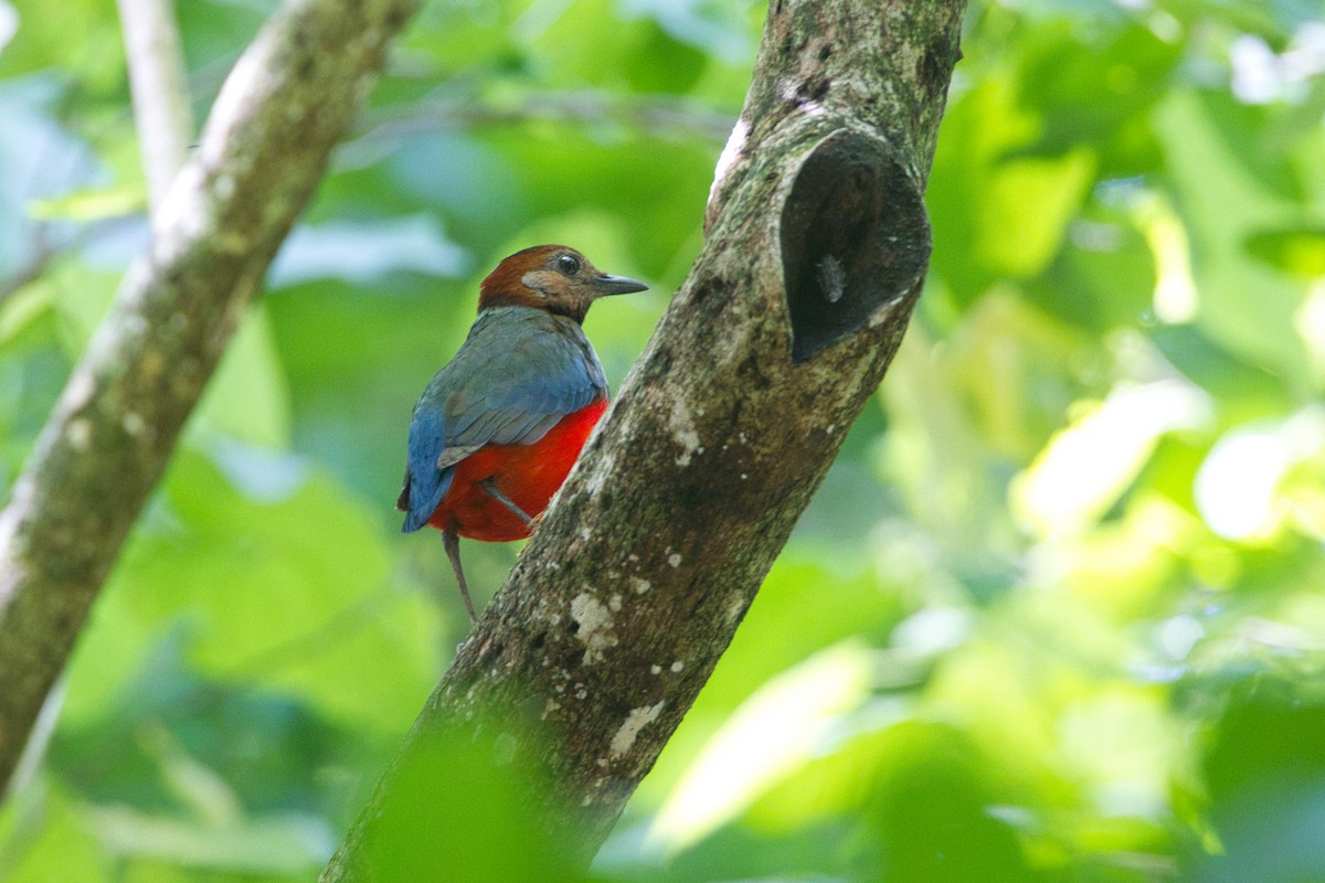 Sulawesi Pitta - ML632434072