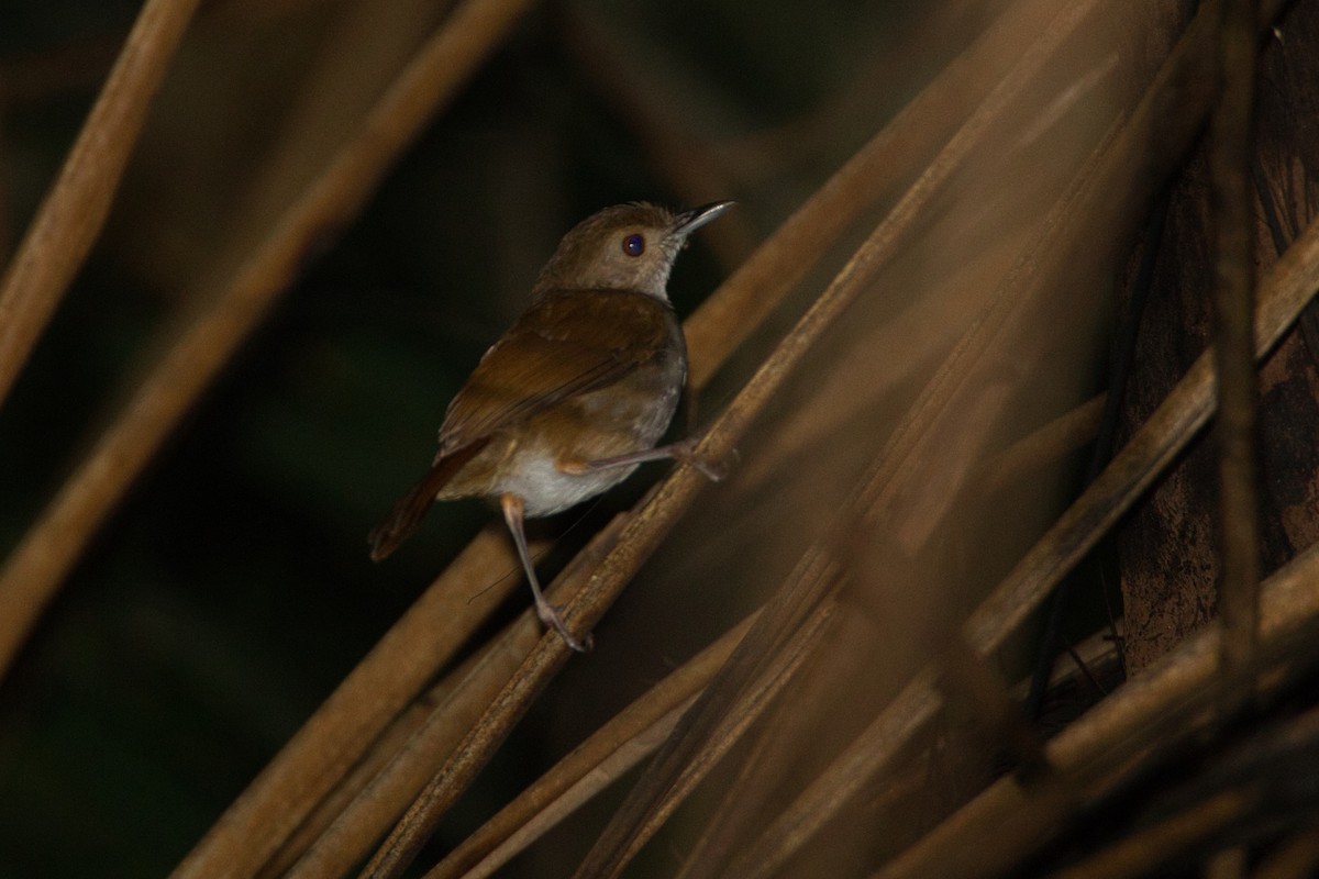 Sulawesi Babbler - ML632434075