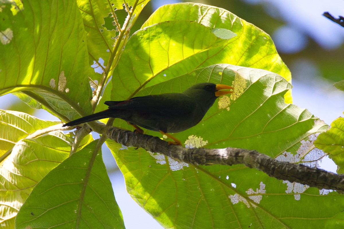 Finch-billed Myna - ML632434080