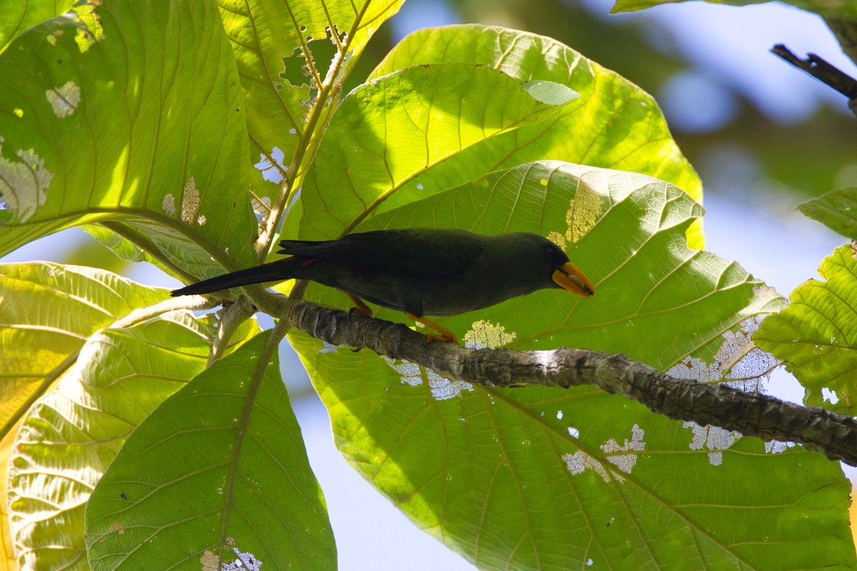 Finch-billed Myna - ML632434081