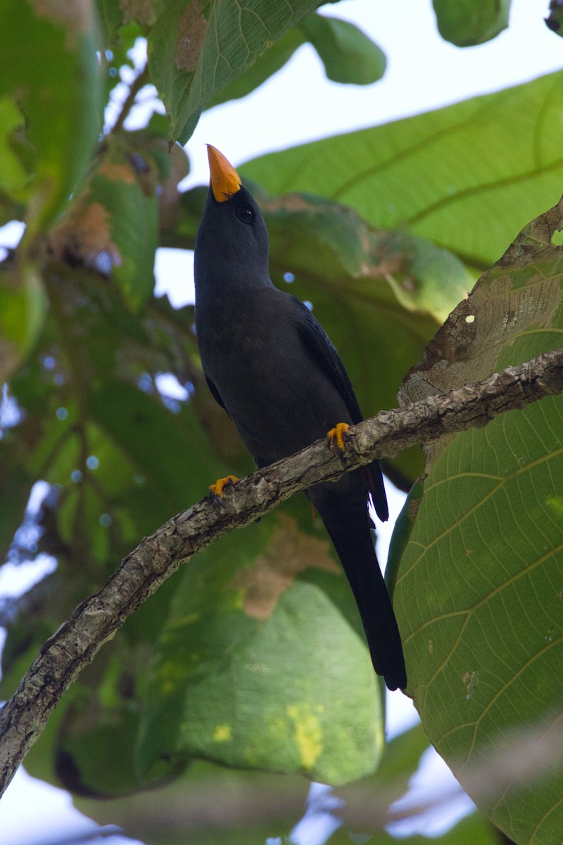 Finch-billed Myna - ML632434093