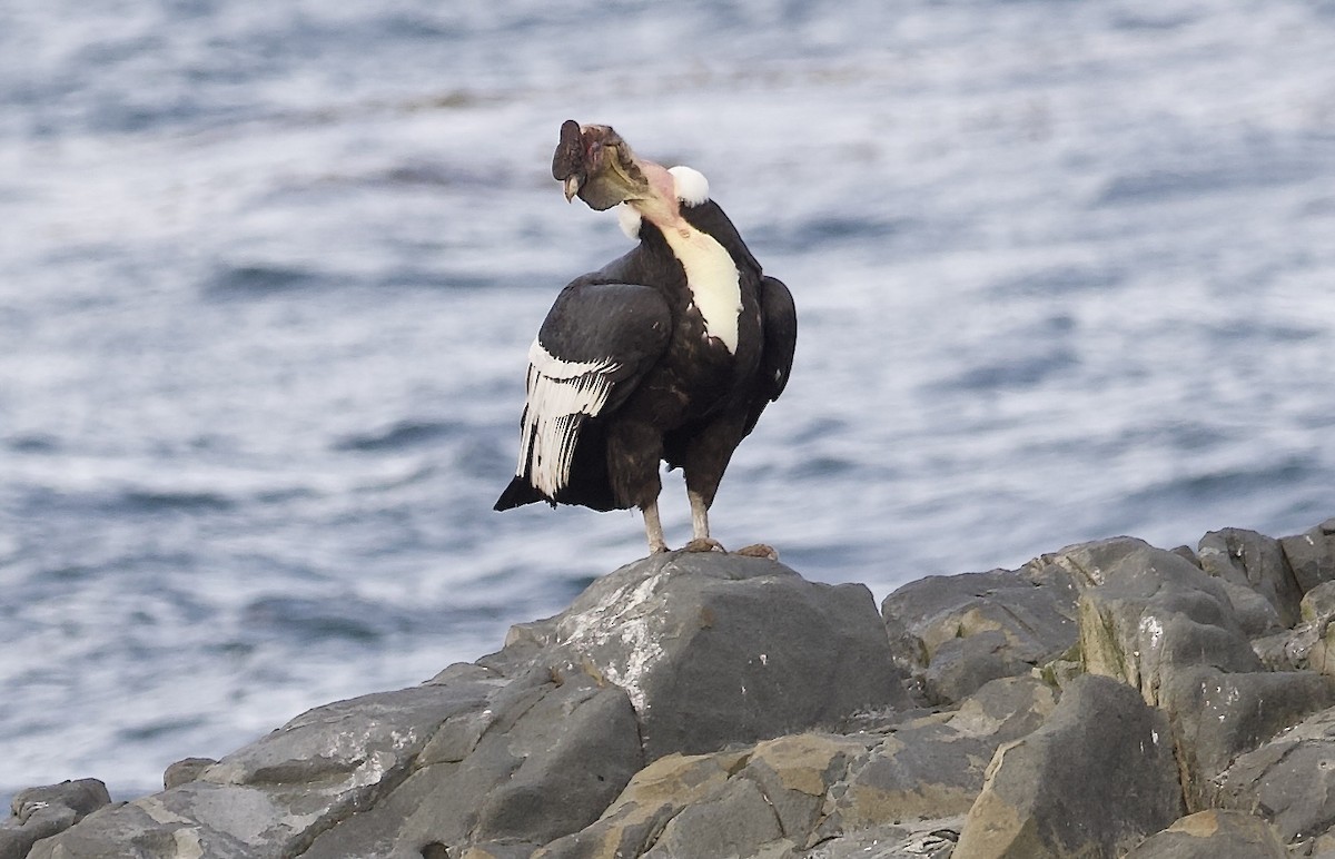 Andean Condor - ML632434096