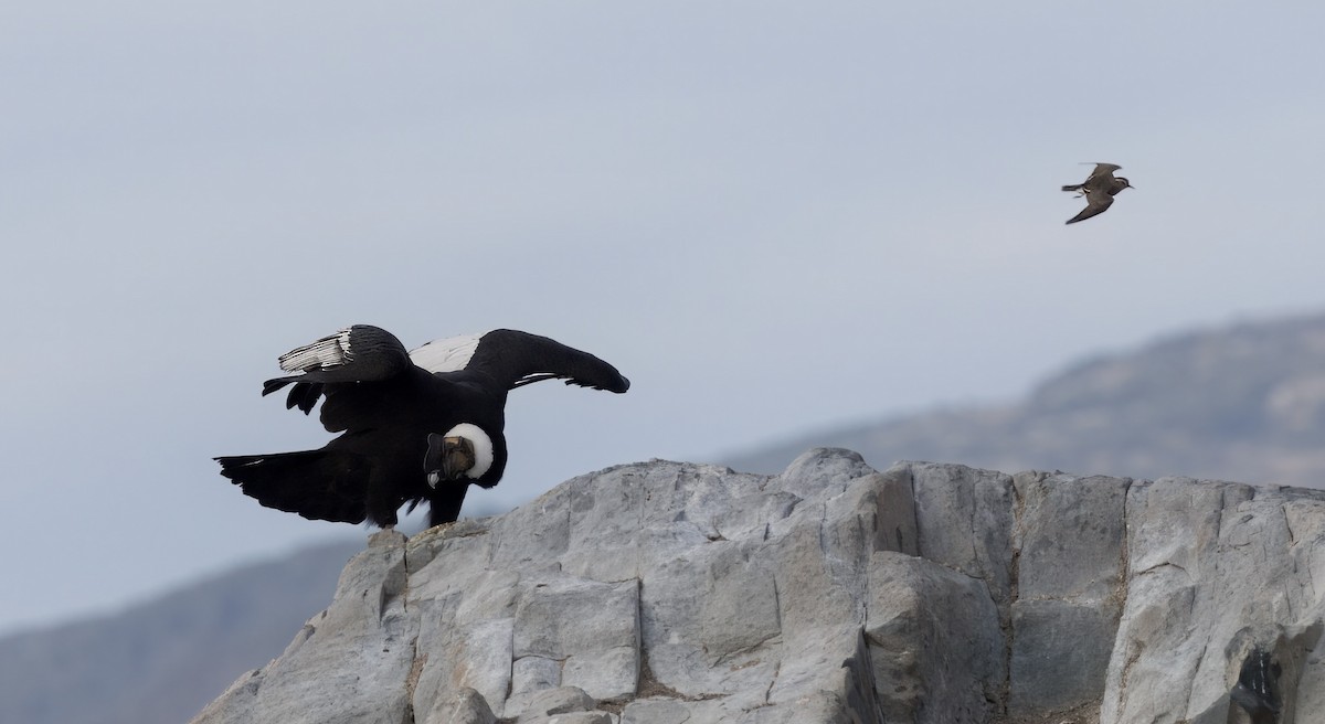 Andean Condor - ML632434098