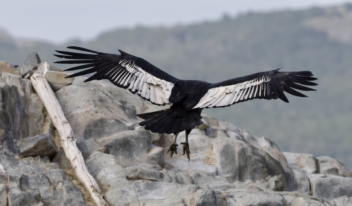 Andean Condor - ML632434100