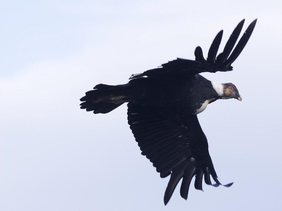 Andean Condor - ML632434101
