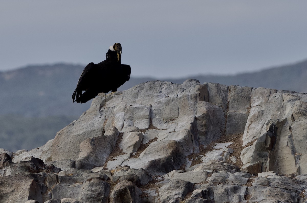 Andean Condor - ML632434102