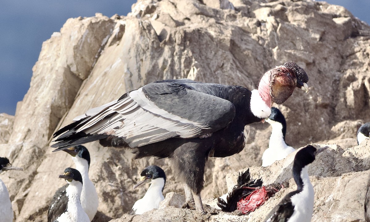 Andean Condor - ML632434103