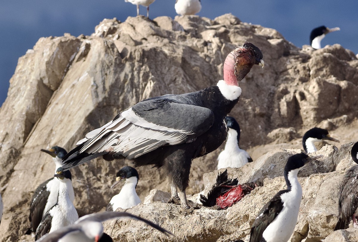 Andean Condor - ML632434104