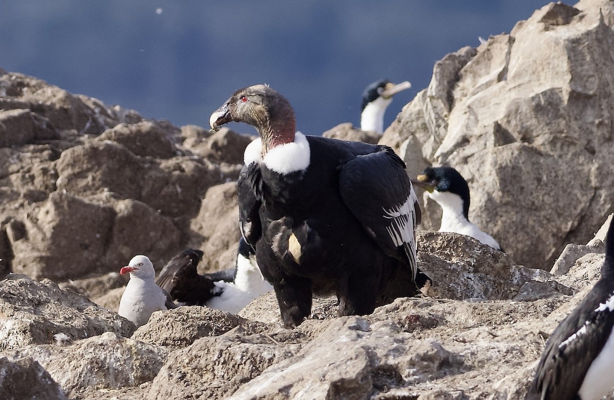 Andean Condor - ML632434105