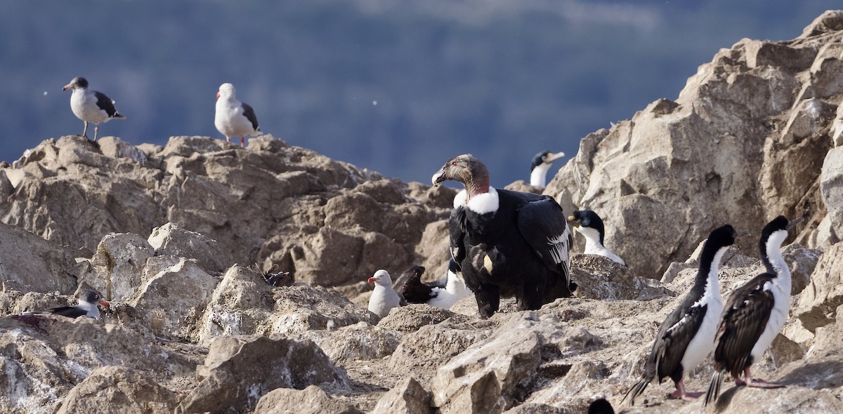 Andean Condor - ML632434107