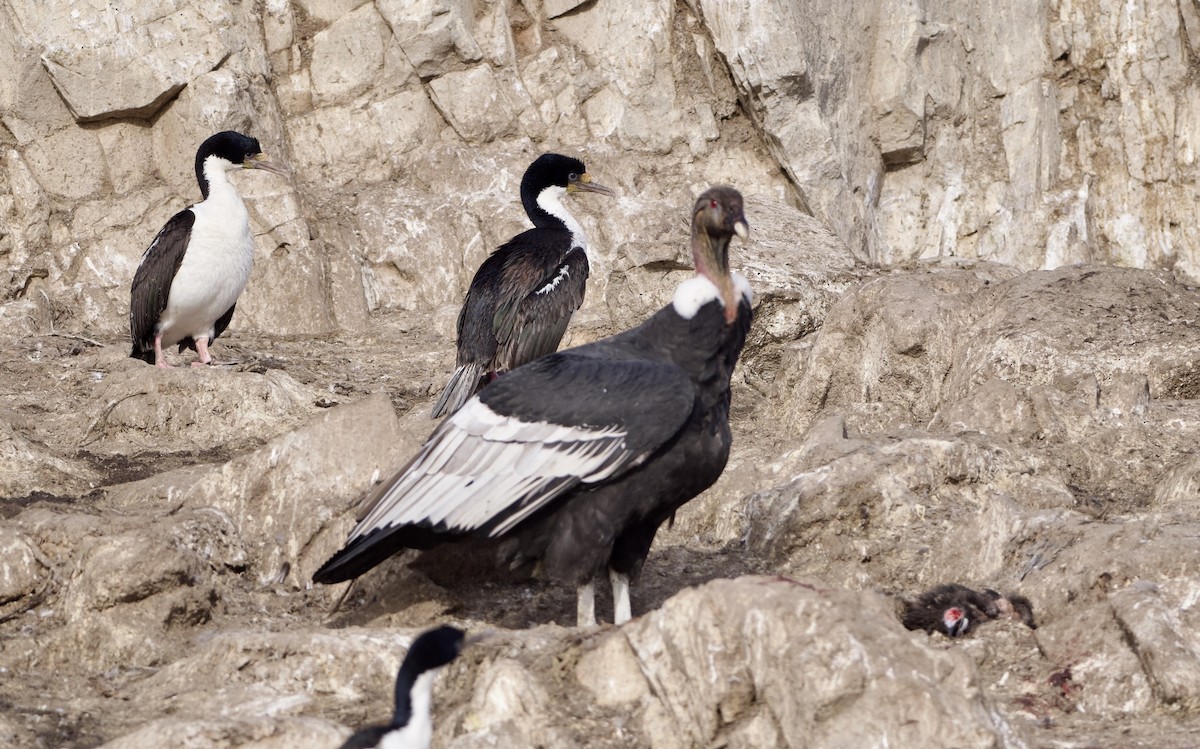 Andean Condor - ML632434108