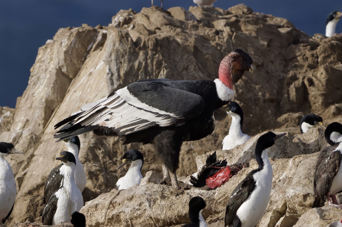 Andean Condor - ML632434109