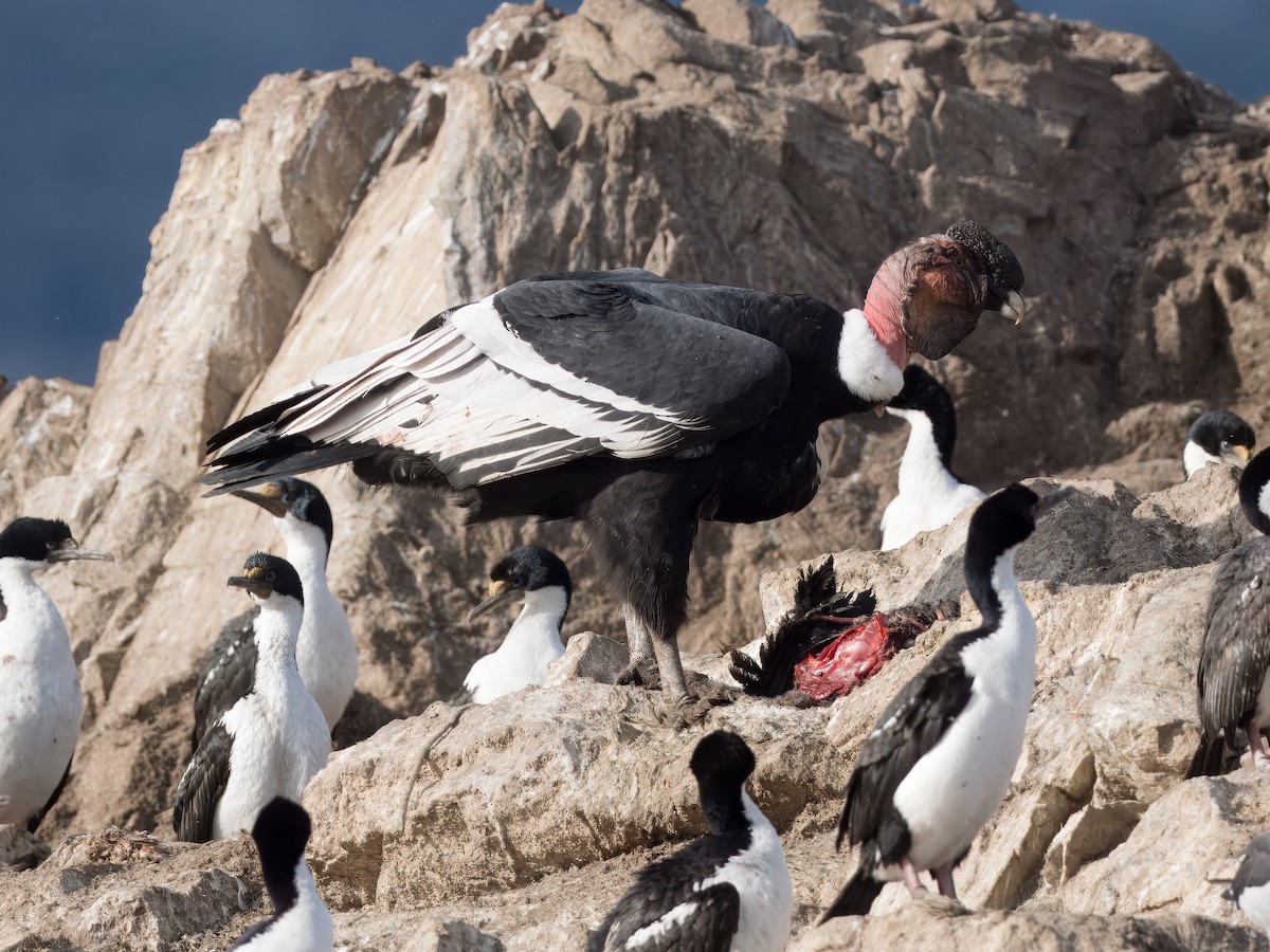 Andean Condor - ML632434110