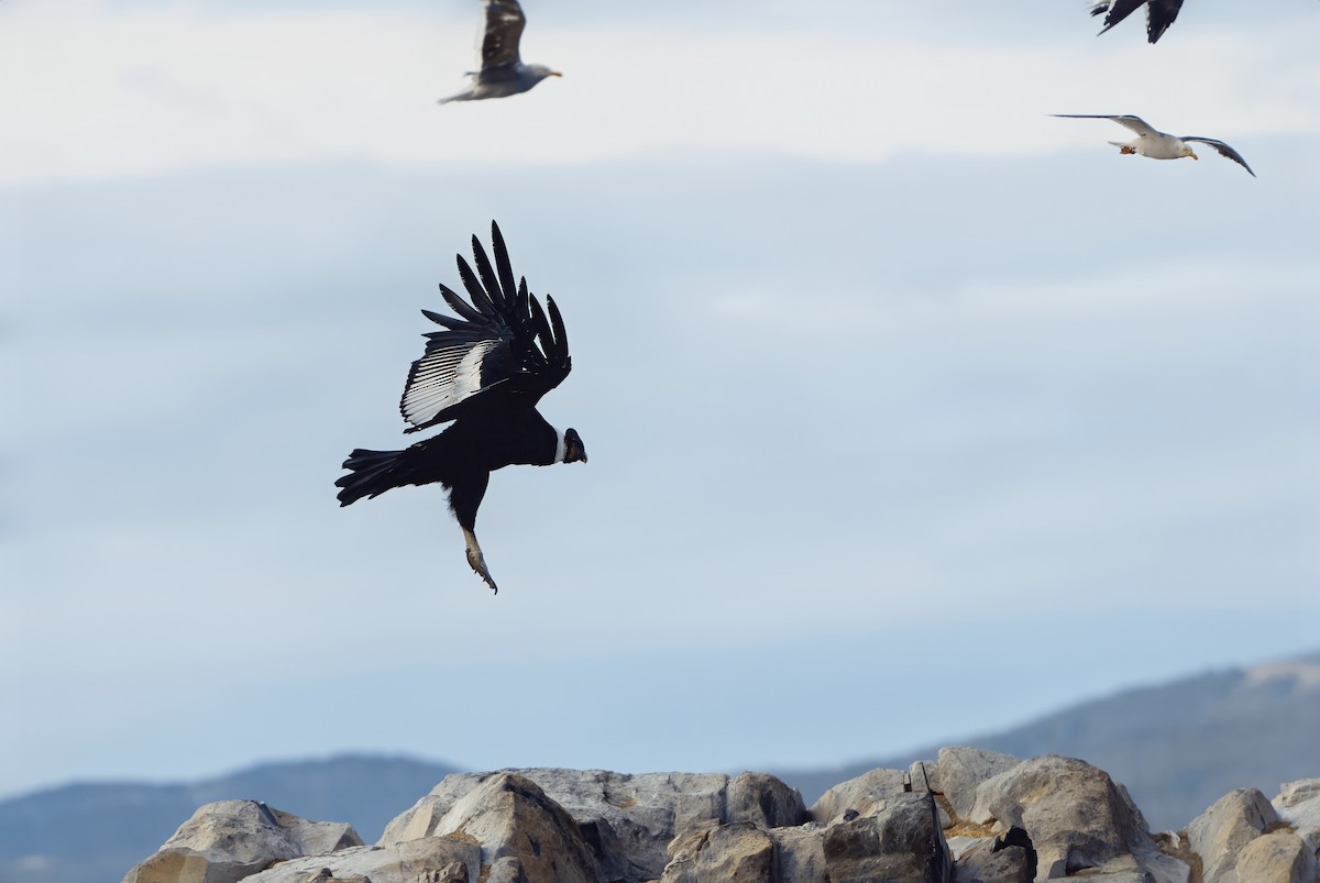 Andean Condor - ML632434111