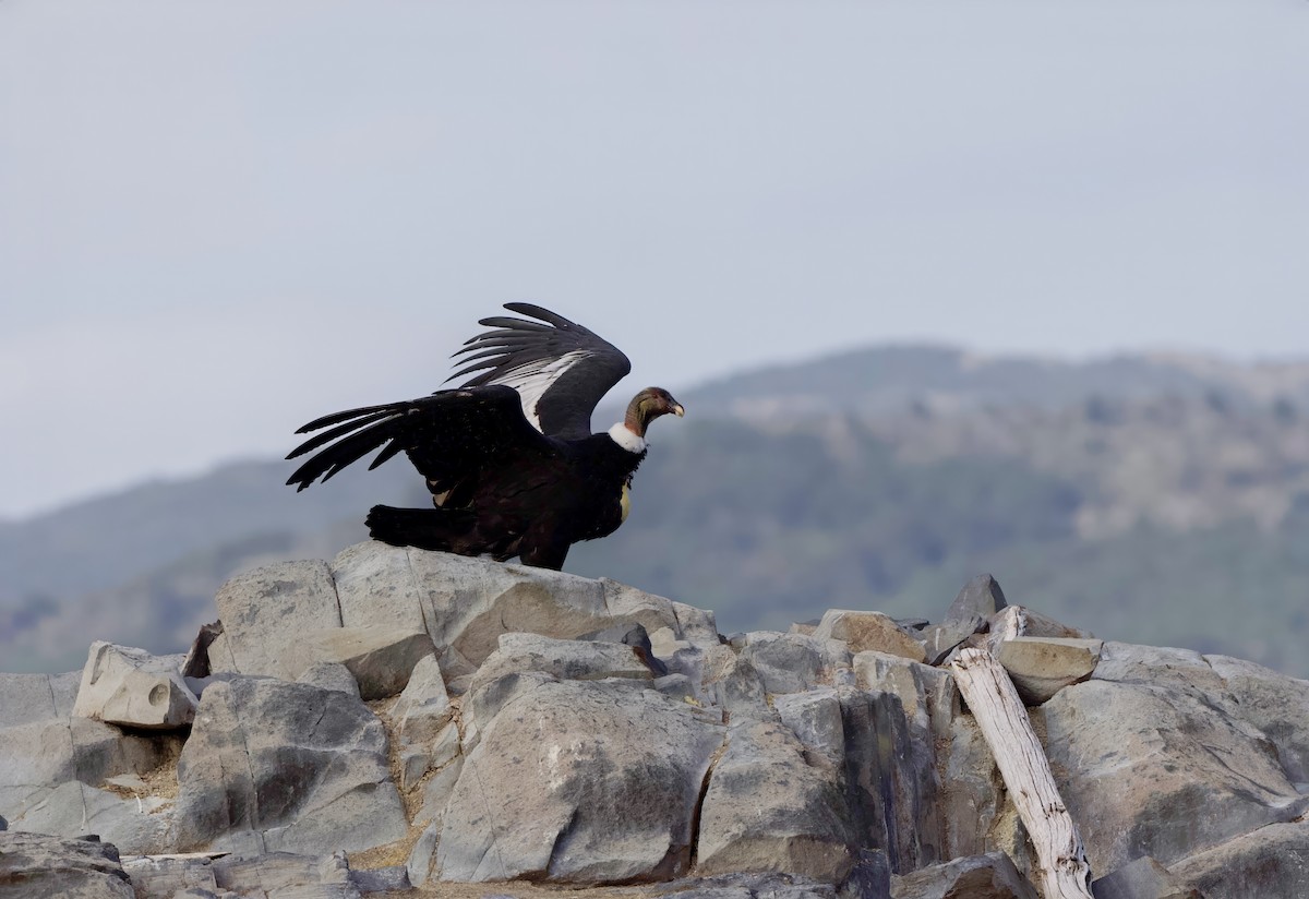 Andean Condor - ML632434112