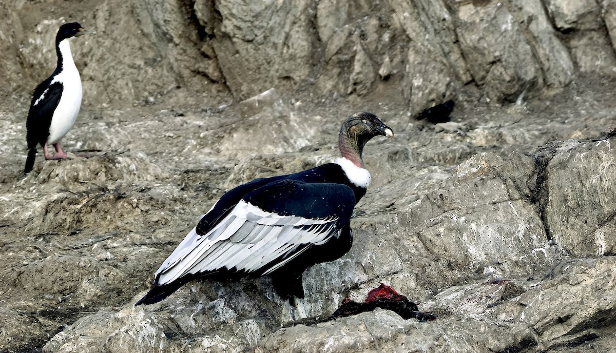 Andean Condor - ML632434113
