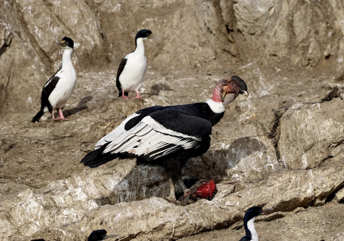 Andean Condor - ML632434114