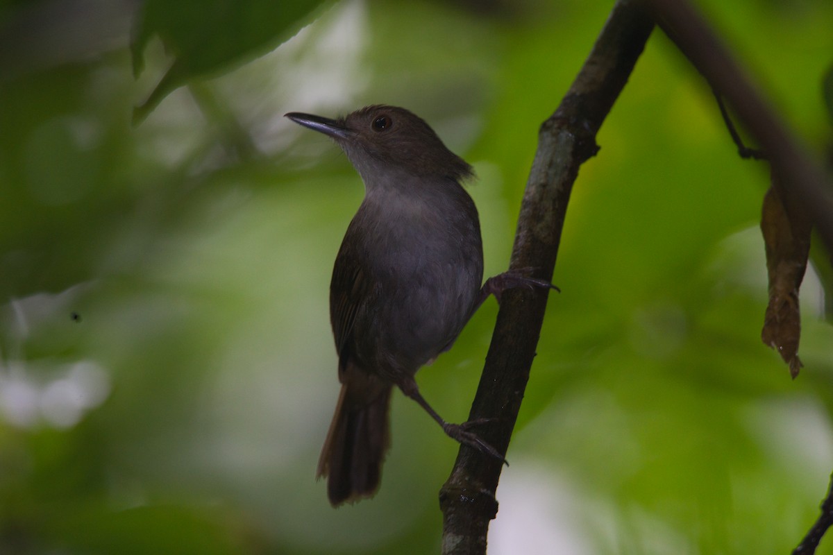 Sulawesi Babbler - ML632434142