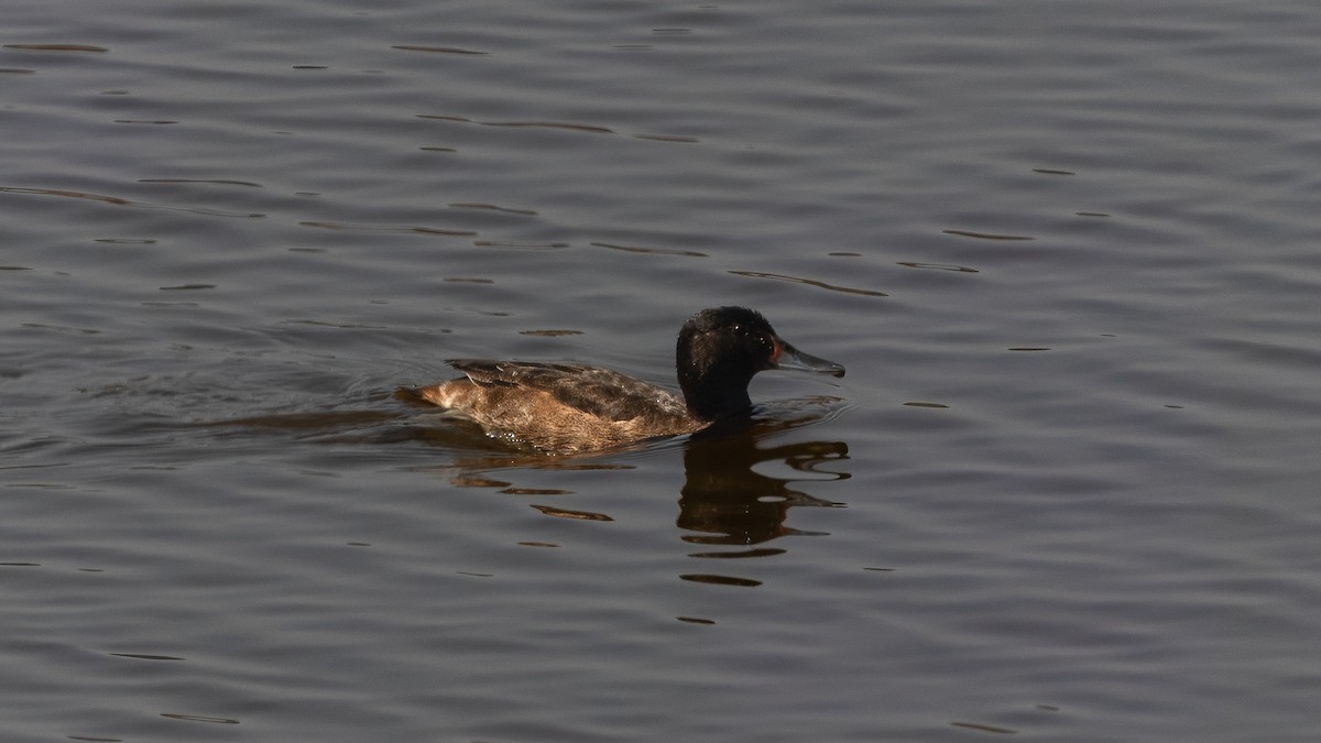 Black-headed Duck - ML632434193