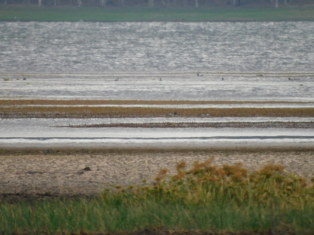 Anserelle élégante - ML632434262