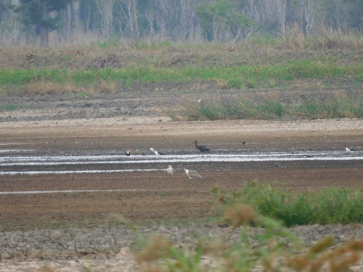 Ibis falcinelle - ML632434272