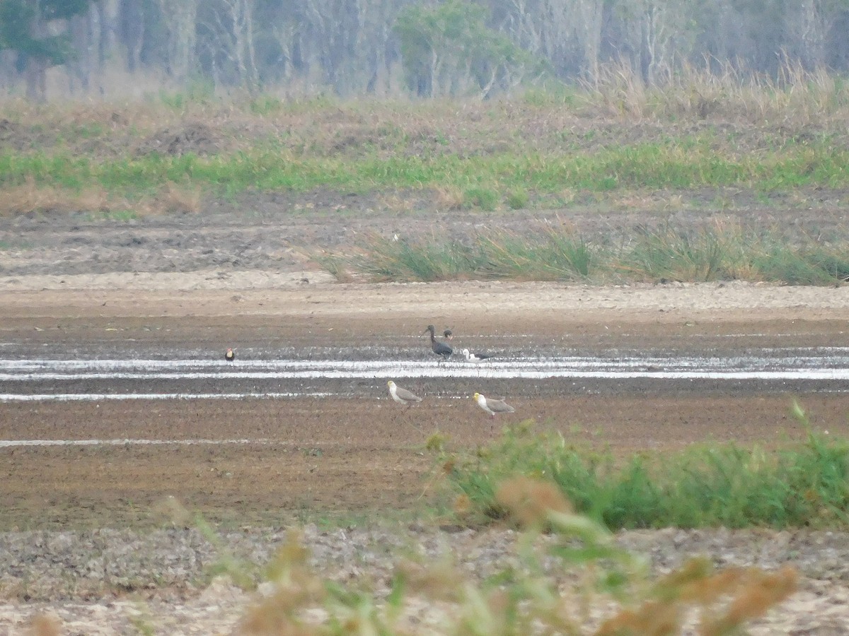 Ibis falcinelle - ML632434273