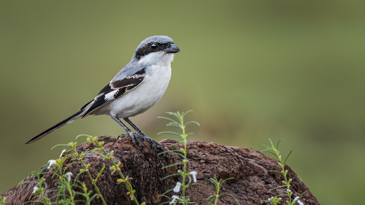 Great Gray Shrike - ML632434287