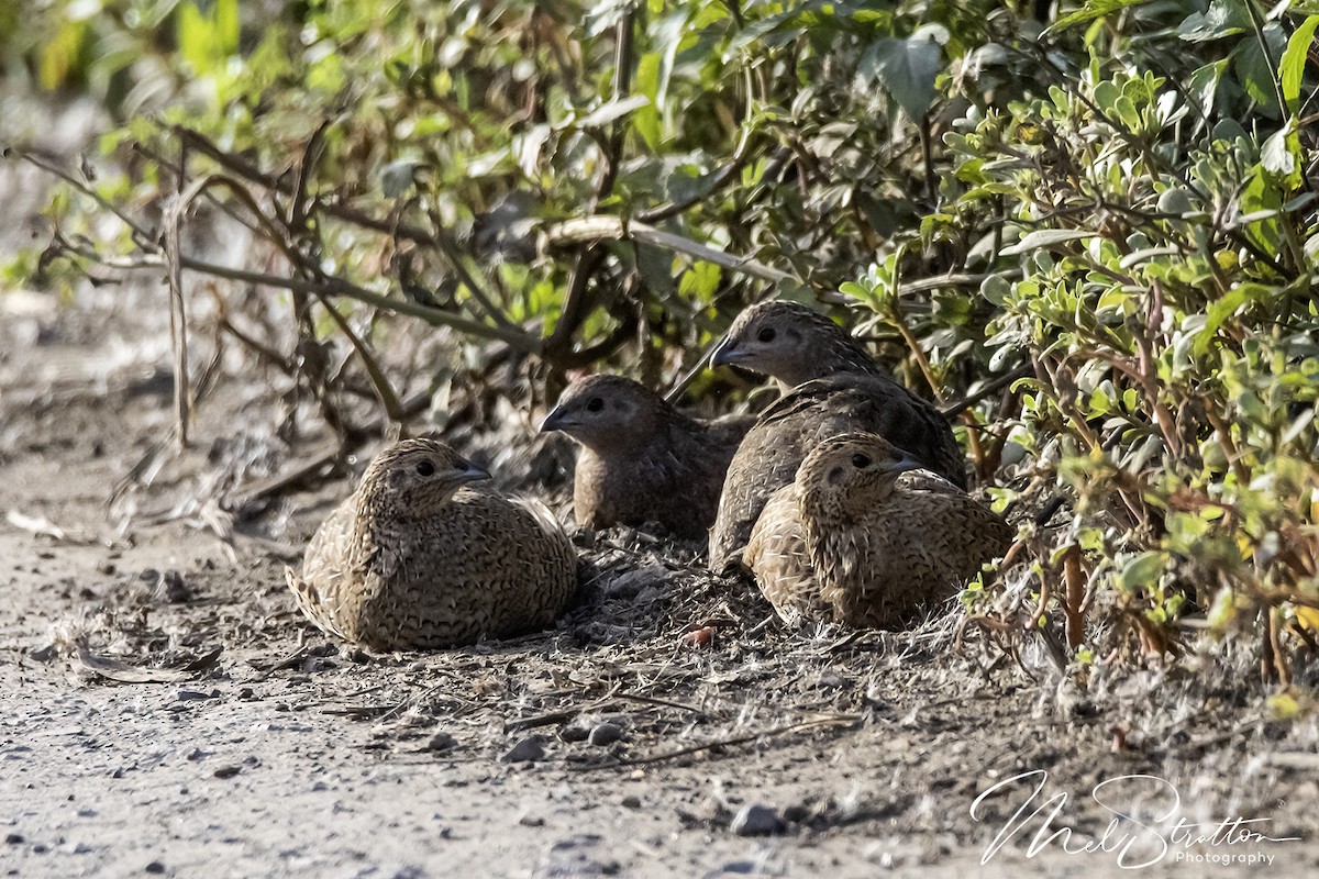 Brown Quail - ML632434328