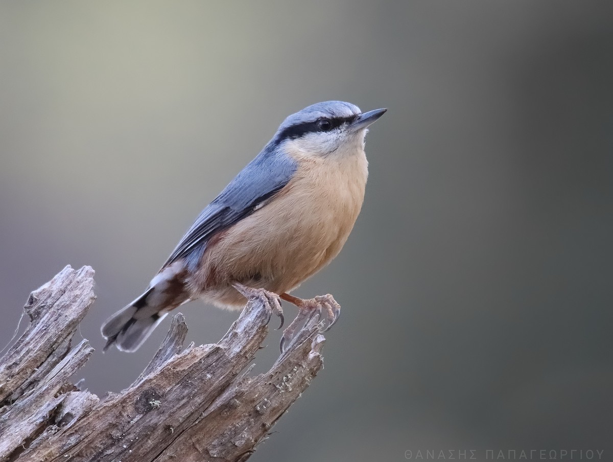 Eurasian Nuthatch - ML632434469