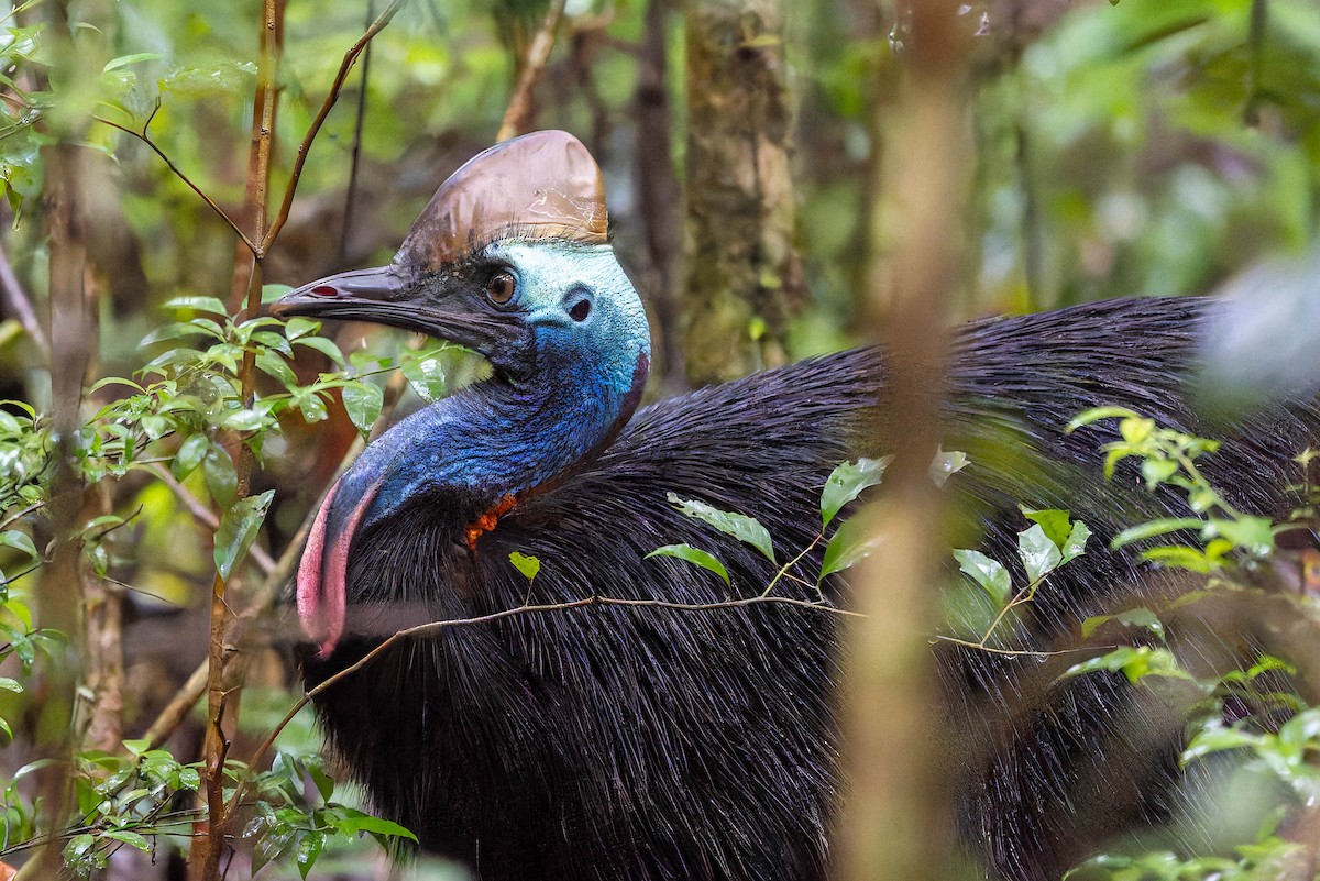 Southern Cassowary - ML632434484