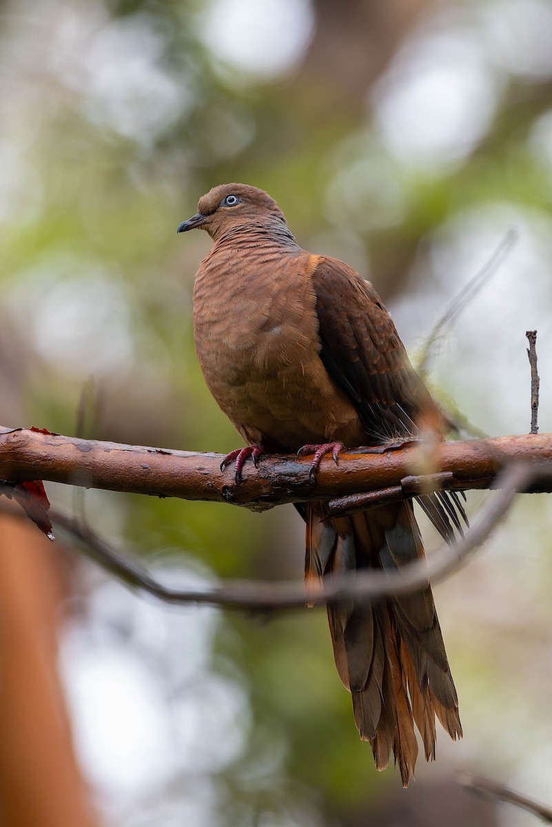 Brown Cuckoo-Dove - ML632434500