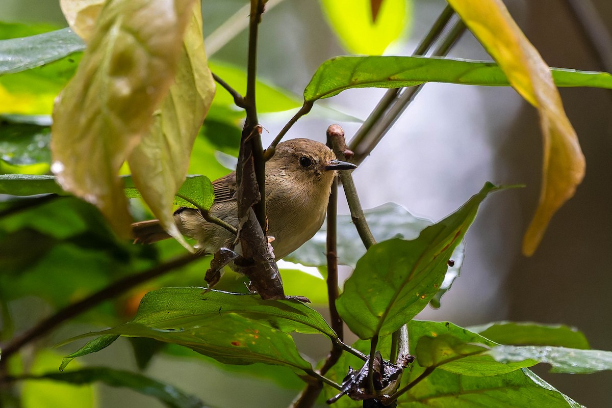 Atherton Scrubwren - ML632434528