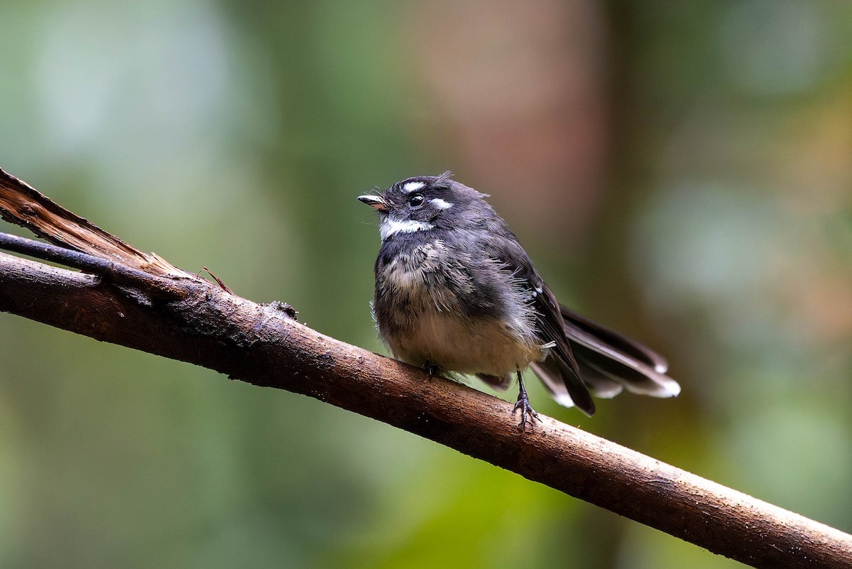 Gray Fantail (keasti) - ML632434539