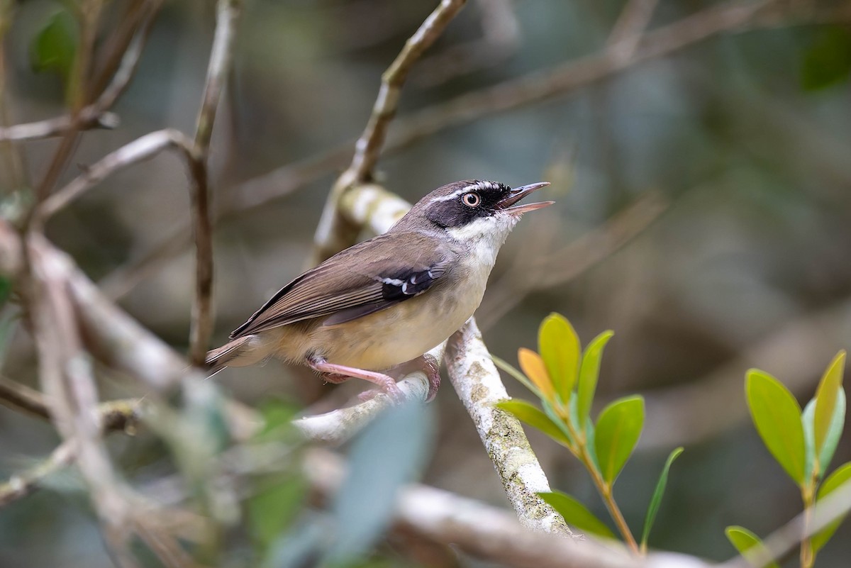 White-browed Scrubwren - ML632434561