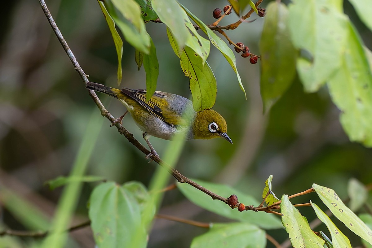 Silvereye - ML632434578