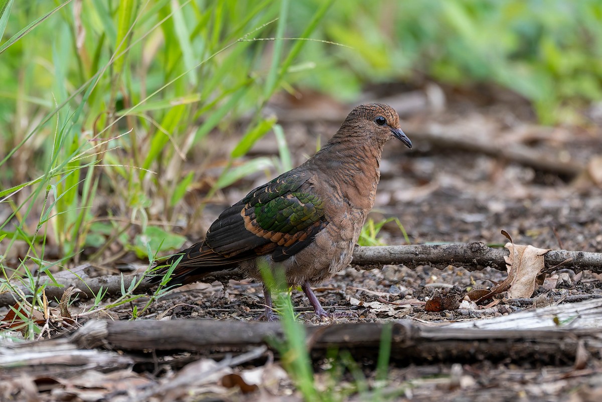 Pacific Emerald Dove - ML632434603