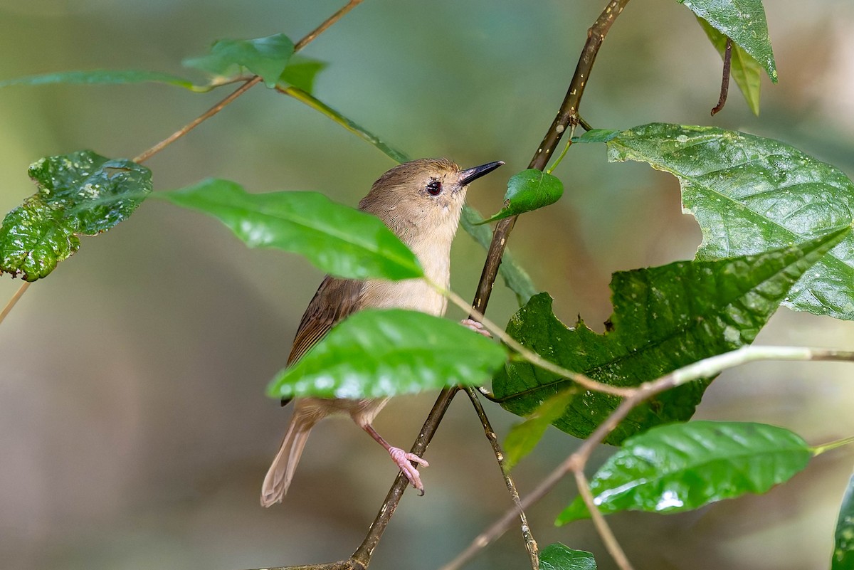 Large-billed Scrubwren - ML632434630