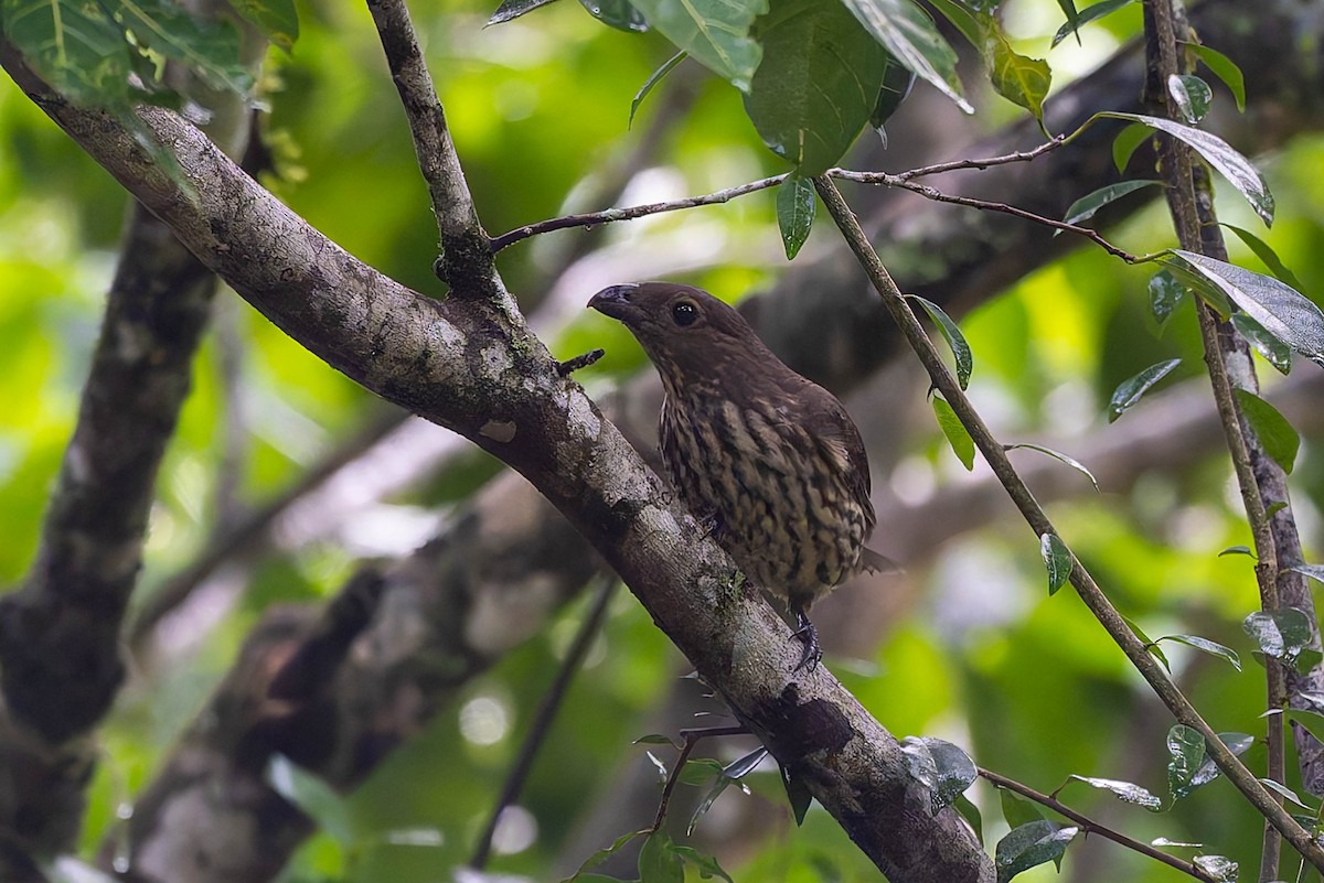 Tooth-billed Bowerbird - ML632434640