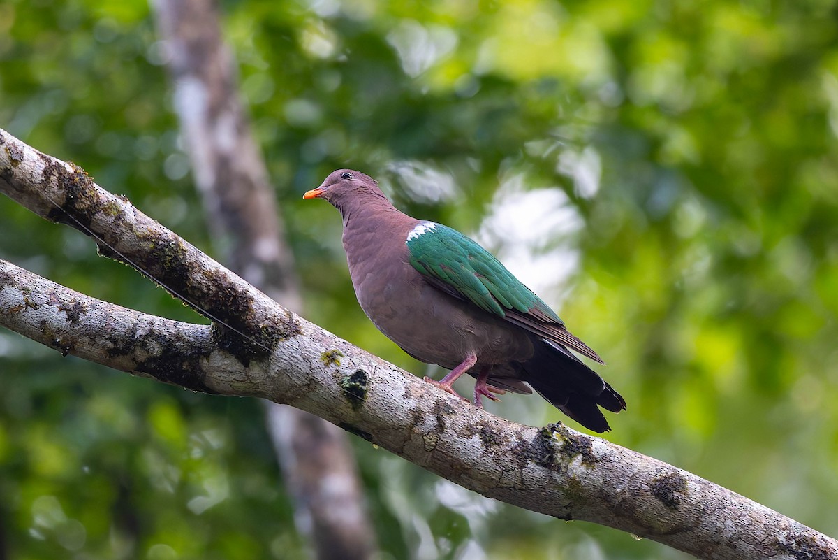 Pacific Emerald Dove - ML632434654