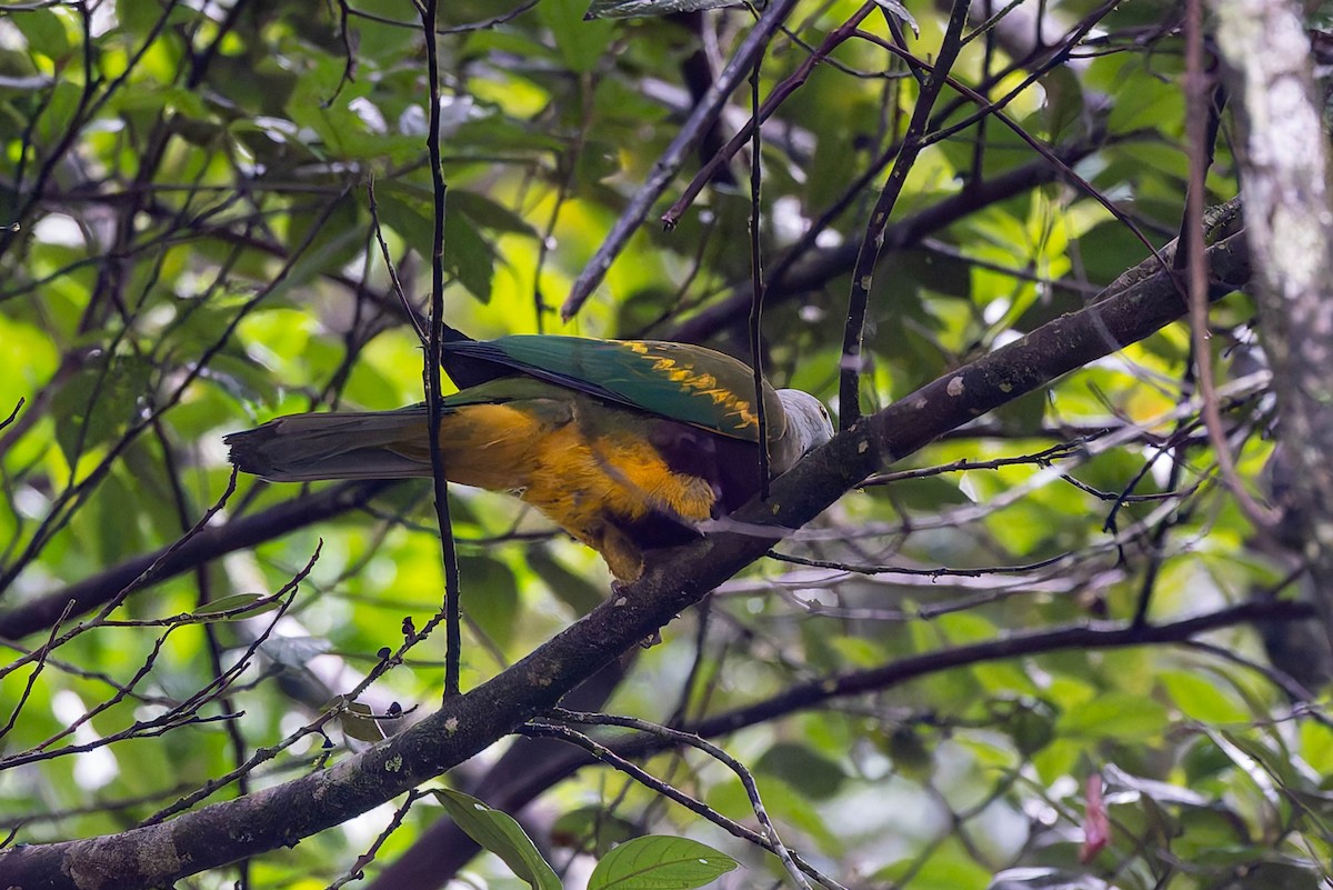 Wompoo Fruit-Dove - ML632434660