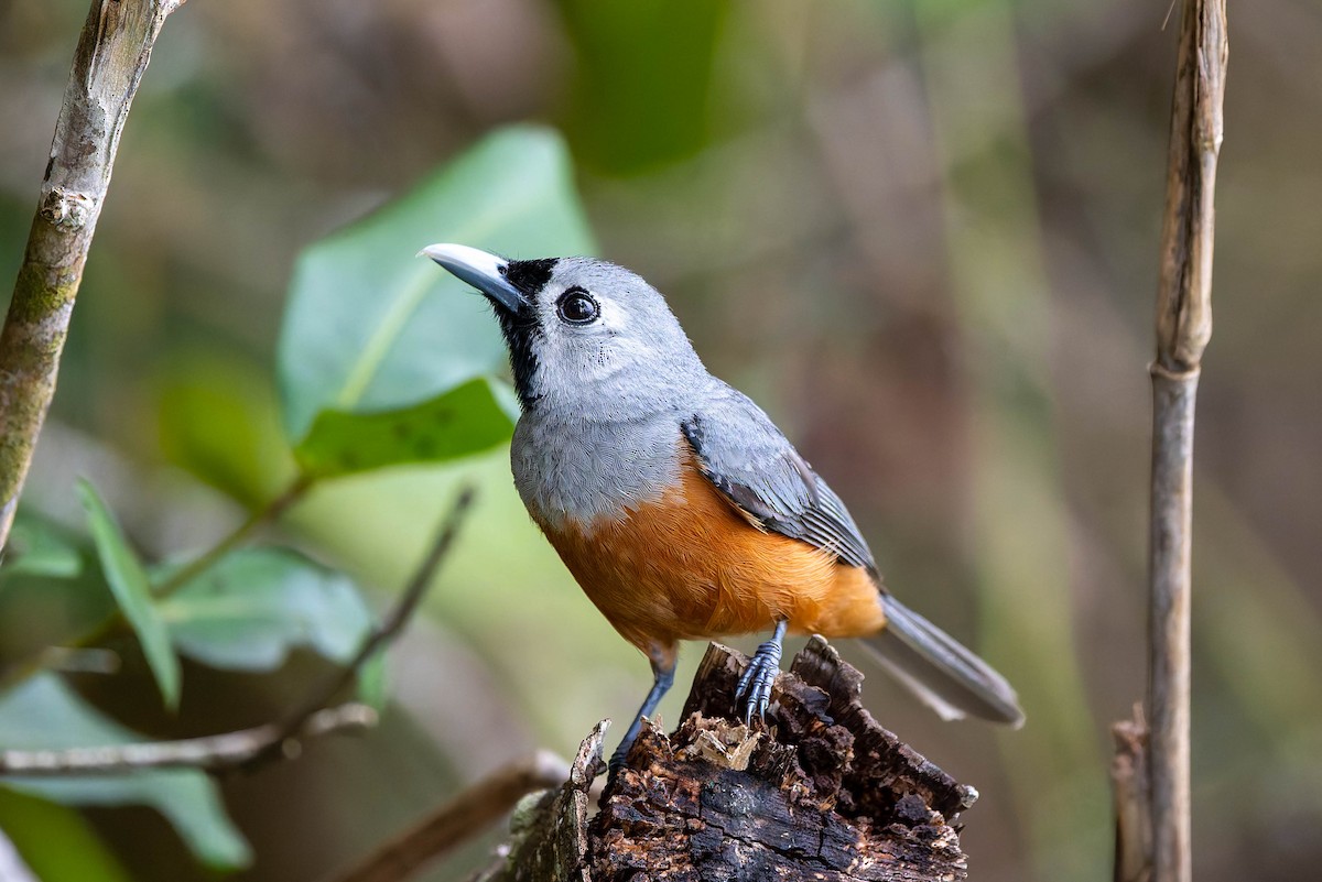 Black-faced Monarch - ML632434672
