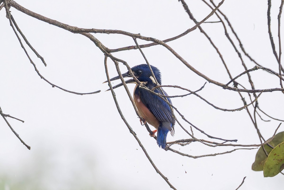 Azure Kingfisher - ML632434676