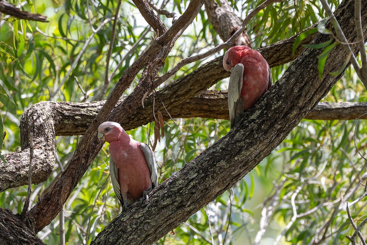 Galah - ML632434695