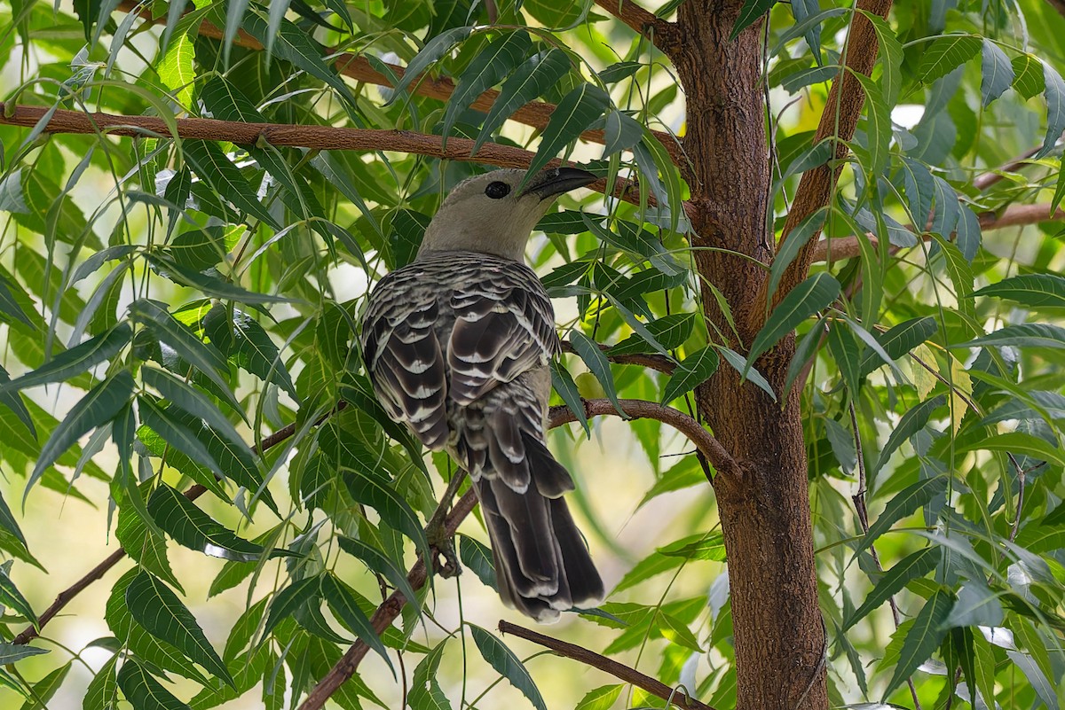 Great Bowerbird - ML632434698