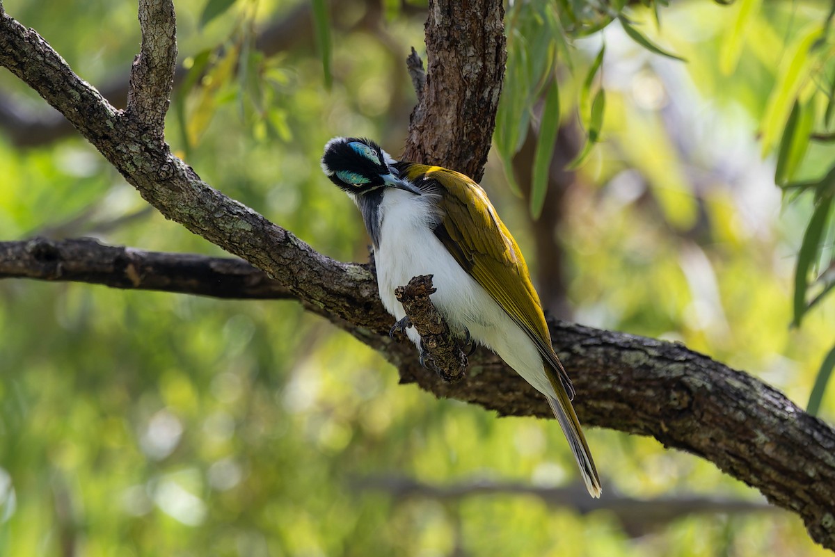 Blue-faced Honeyeater - ML632434702